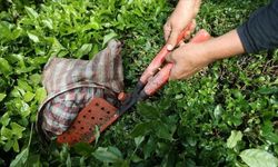 Türk çayının ihracat geliri yüzde 66 arttı