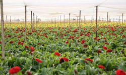 Türk çiçeğinde 160 milyon dolarlık ihracat rekoru