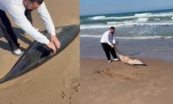Şile’de sahile vuran yunus ölü bulundu