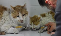 26 kedi öldü! İki katlı evde korkunç olay