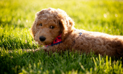 Havalimanında köpeğini terk etti! Cevabı şaşırttı