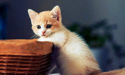 Kedilerde kanser araştırması, insan tedavisi için umut ışığı oldu