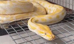 Gösteride kullanılan piton korumaya alındı