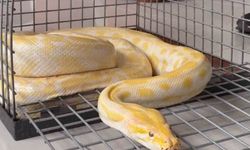 Gösteride kullanılan piton korumaya alındı