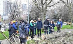 Gaziosmanpaşa bu böceğe karşı savaş başlattı