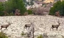 Kızıl geyikler sürü halinde görüntülendi