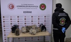 Gümrüklerde on binlerce canlı hayvan kurtarıldı