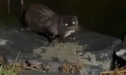 Su samuru göl kıyısına geldi