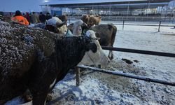 Kış şartları, Türkiye'nin en büyük hayvan pazarını olumsuz etkiledi
