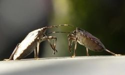 Doğu Karadeniz’de İstilacı Tür Alarmı