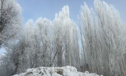 Kırağı, ağaçları sanat eserine dönüştürdü