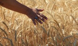 Dünya tahıl üretiminde rekor bekleniyor