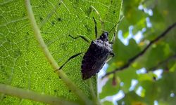 Kahverengi kokarca tehdidinde önemli dönem