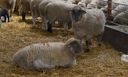 Yılların Merinos Koyunu'na yeni etçil rakip geldi