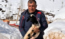 Yaralı kuzuyu evinde bebek gibi büyütüyor