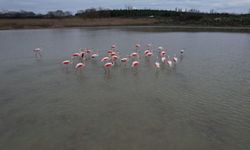 Flamingolar Büyükçekmece Gölü'nde