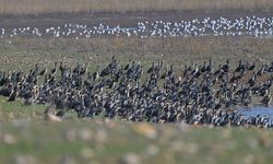 Binlerce kuş bir arada beslendi