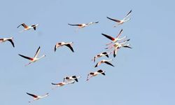 Ayvalık'ta kuş sayısı 14 bini aştı