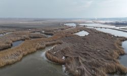Yeni Kuş Cenneti: Karasu Sulak Alanı