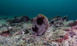 Akdeniz’de yok oluyor, Tuzla’da umut verdi