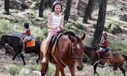 At, eşek, katır azaldı