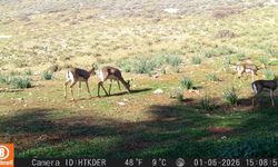 Eşsiz canlılar aynı habitatta