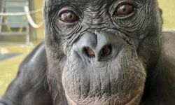 Maymunların hayal gücü olduğu kanıtlandı