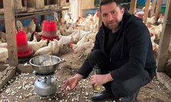 Tavukları için kümeste mısır patlatıyor