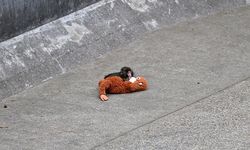 Punc’ın oyuncağı satış rekoru kırıyor