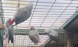 İstanbul Havalimanı’nda 20 Afrika gri papağanı yakalandı.