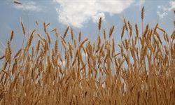 Yağışlar buğday ve arpa rekoltesini belirleyecek
