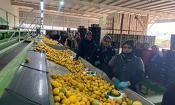 Kilosu 40 TL'ye düştü! Kapış kapış aldılar