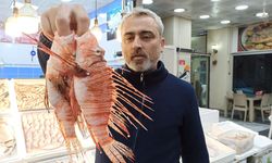 Aslan balığı, dikeninde zehir, etinde lezzet taşıyor!
