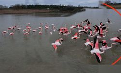 Büyükçekmece’de pembe ziyaret şöleni
