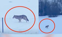 Üç ayaklı kurdun yaşam mücadelesi şaşırttı!