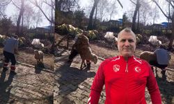 Koçla güreşti, milyonları mest etti