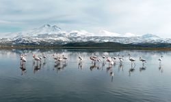 Kayseri'nin ilk flamingo kafilesi geldi