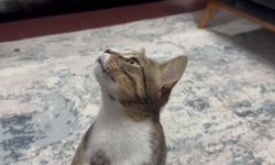 Dört yıldır kusan kedinin midesinden buzdolabı vakumu çıktı