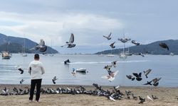 Güvercinler kışın boşalan sahili mesken tuttu