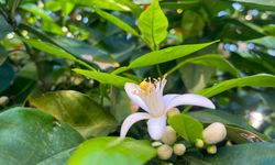 Portakal çiçeği kokusu kenti sardı