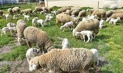 Bahar geldi kuzular anneleri ile buluştu