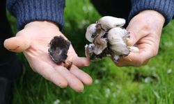 Yabani mantar tüketimine dikkat!