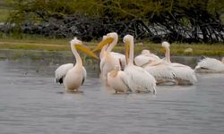 Göç eden pelikanlar Bursa’da mola verdi
