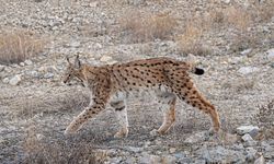 IUCN kırmızı listesinde yer alıyor