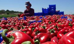 Fahiş fiyatta biber satışına inceleme