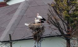 Afrika'dan göç eden Leylekler İstanbul'a ulaştı