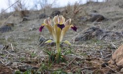 Kayseri'de nevruz çiçekleri açtı