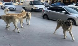 Sahipsiz köpek faciasında tazminat kararı!