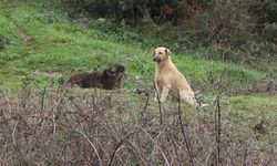 İstanbul’da korkutan olay: Küçük çocuğa köpek saldırdı