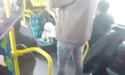 Metrobüste koltukta oturan köpek gündem oldu